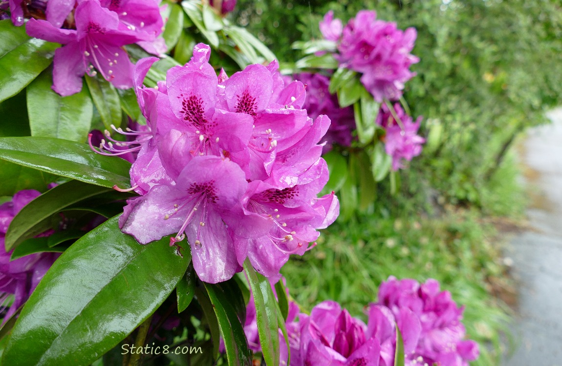 Red-violet Rhododendron blooms