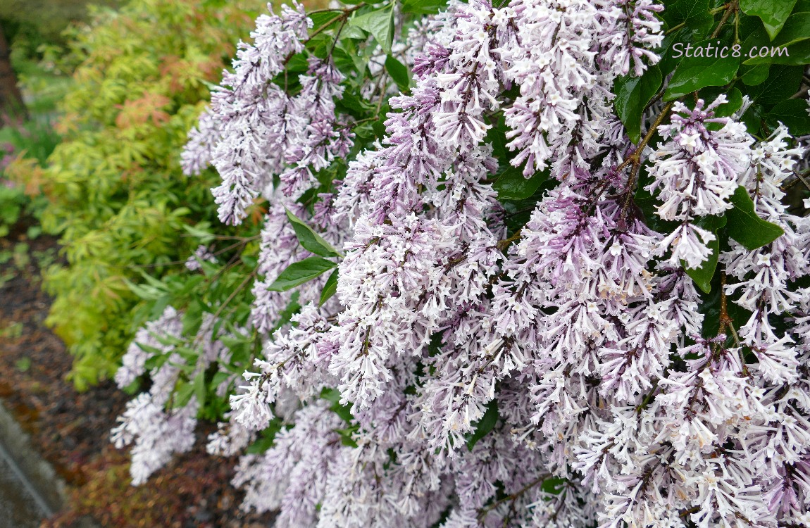 drooping lilac blooms?