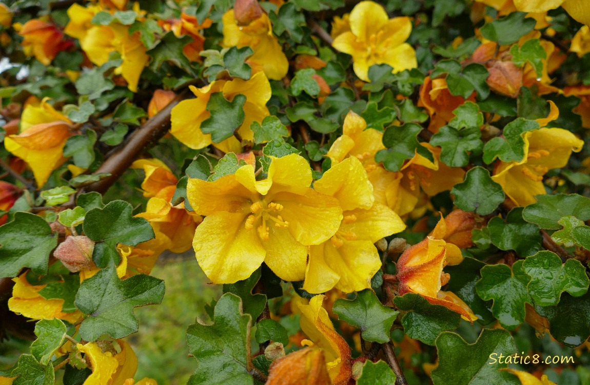 Yellow bloom bush