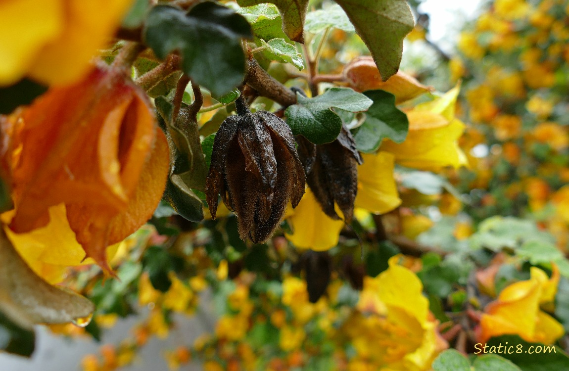 seed pod on a yellow bloom bush