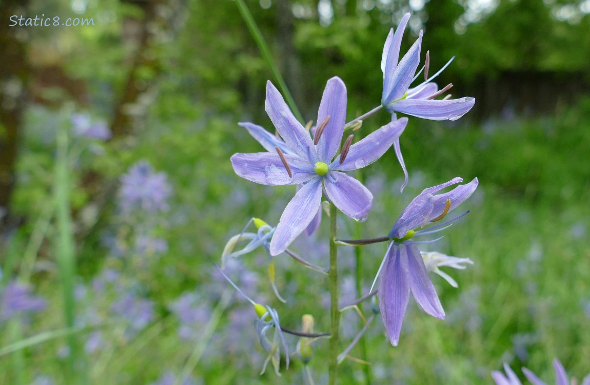 Camas Lily blooms