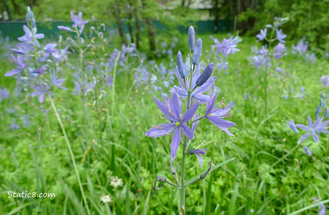 Camas Lily blooms