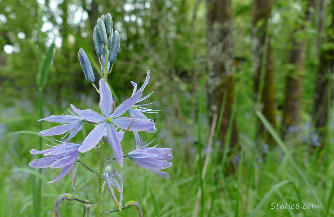 Camas Lily blooms with trees in the background