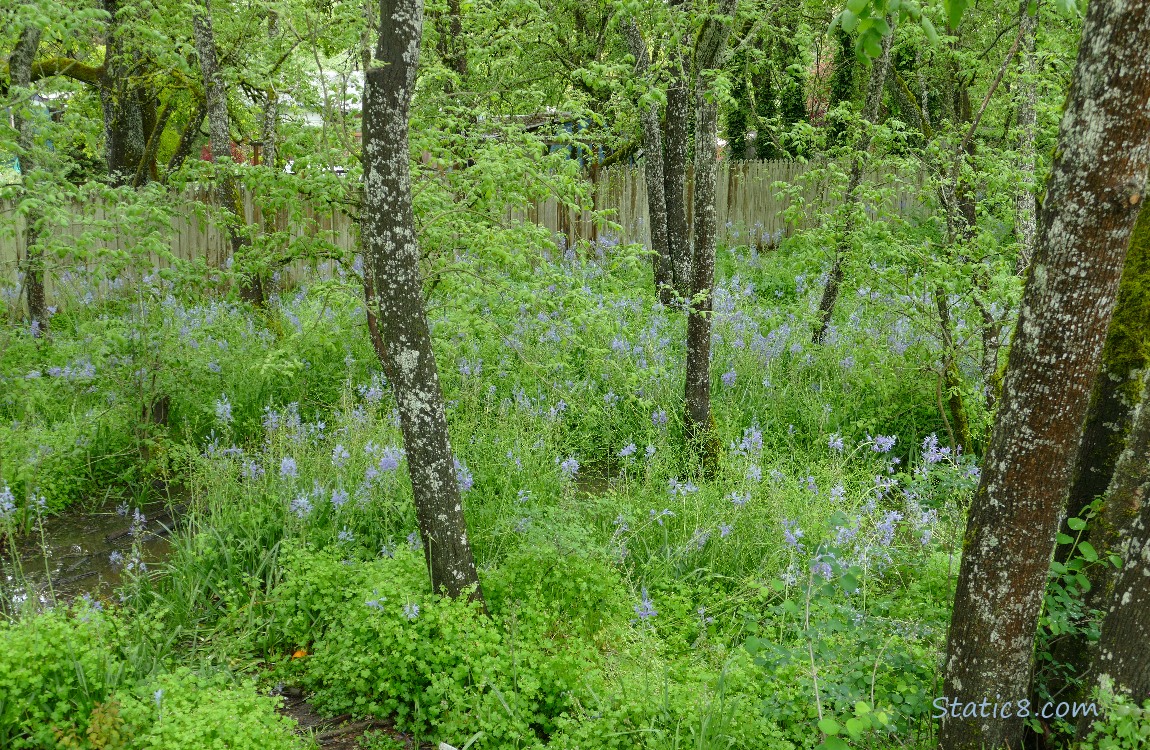 Dozens of Camas Lilies blooming under the trees