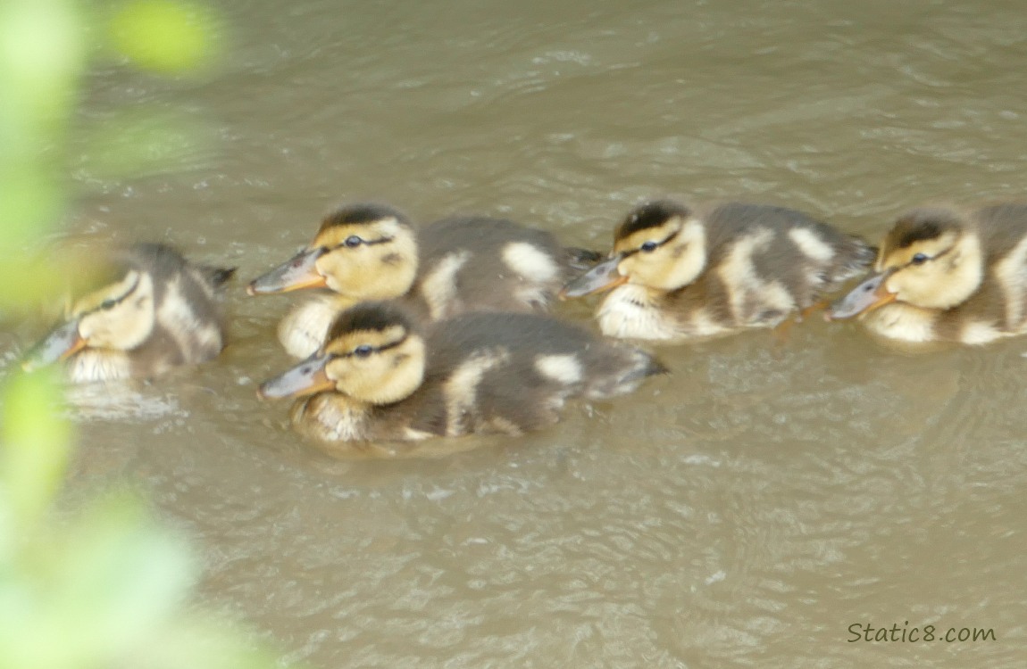 Five ducklings paddling in the creek