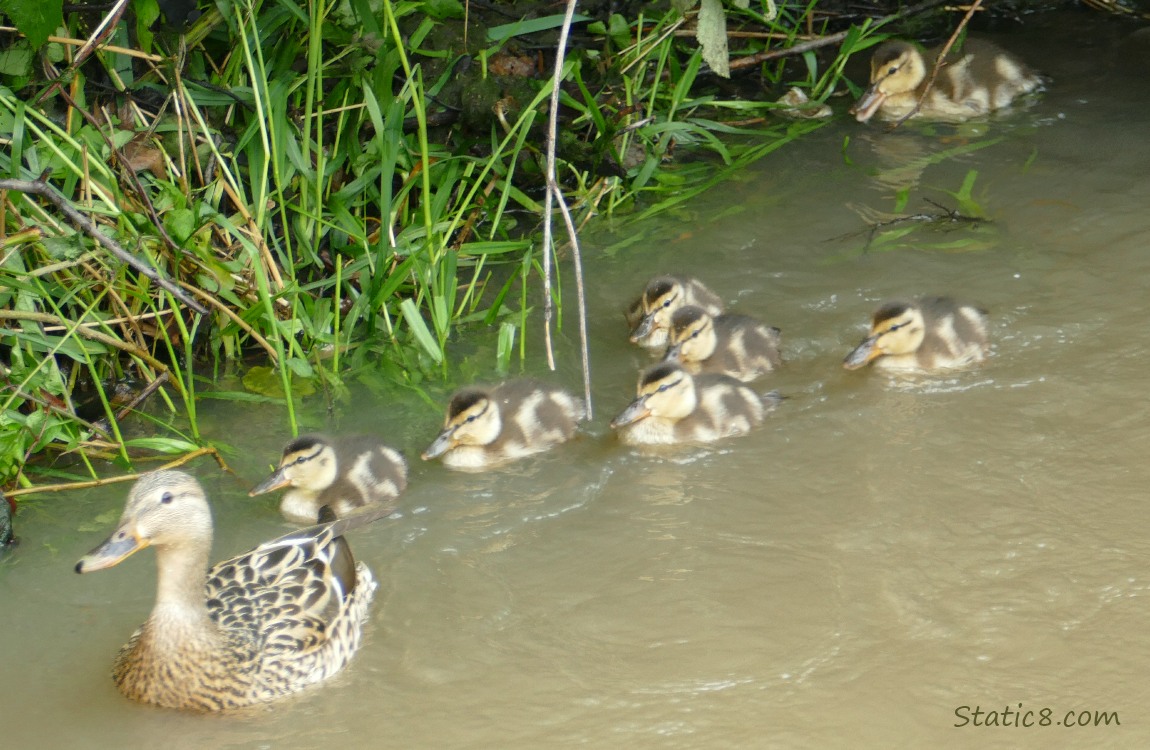 Mama Mallard paddling in the creek with seven ducklings behind her