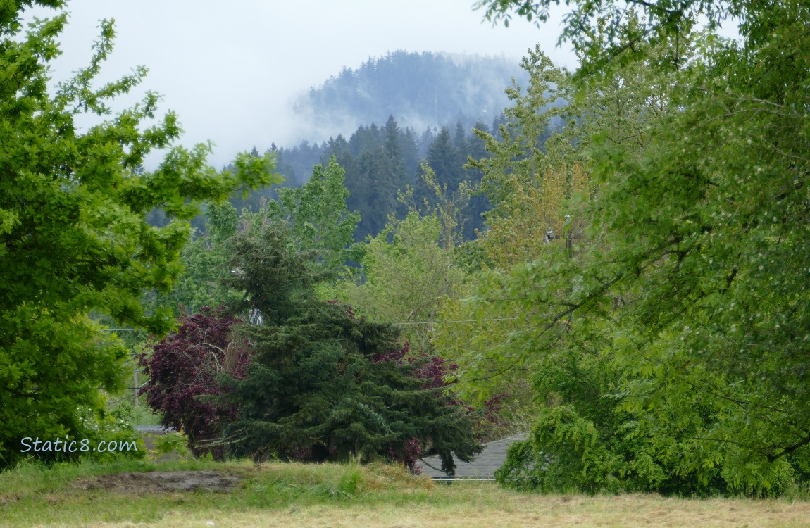 trees on the hill