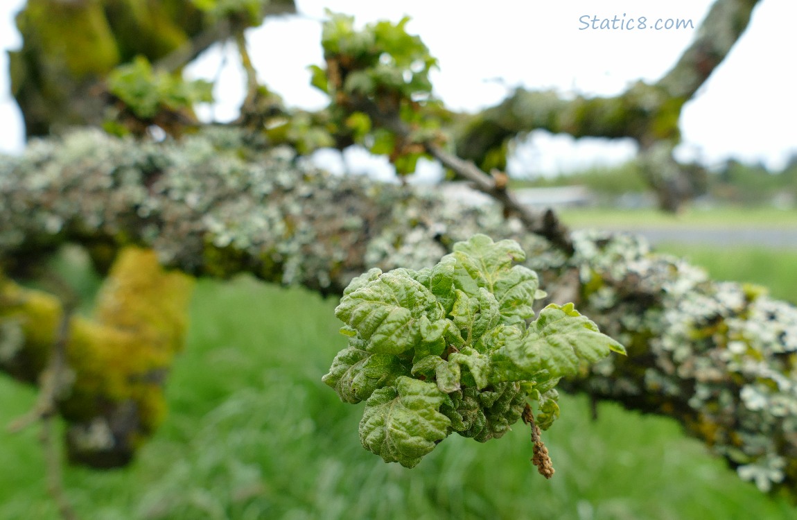 Oak leaves budding from a mossy trunk