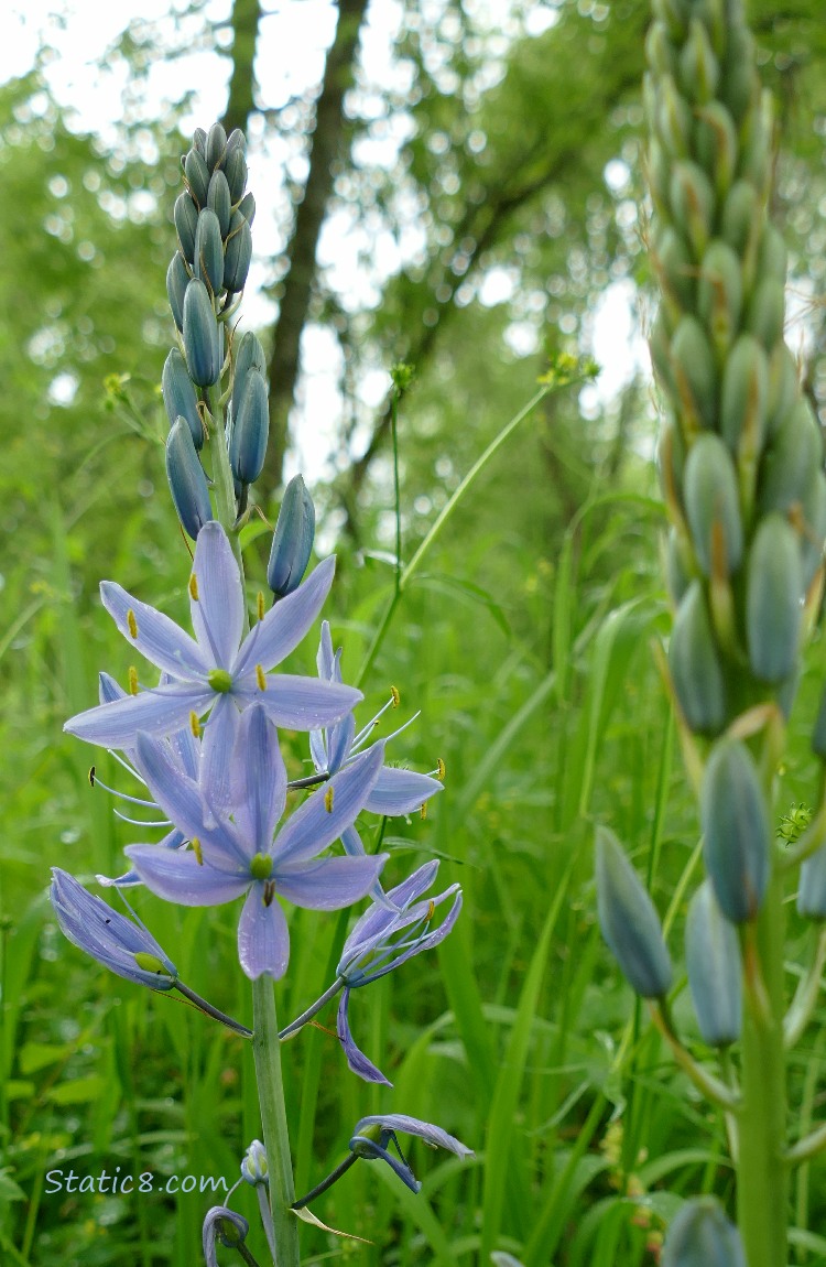 Camas Lily blooms in the forest