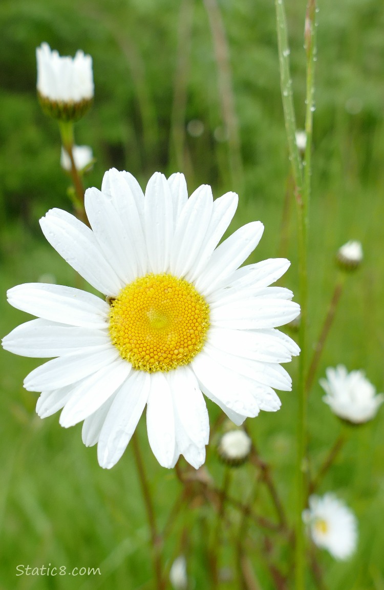 Daisy blooms in the grass