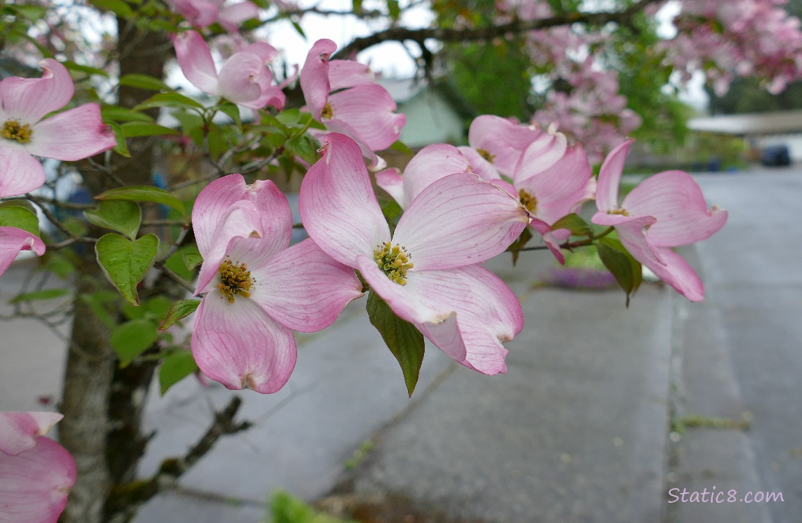 Flowering Dogwood blooms near the street