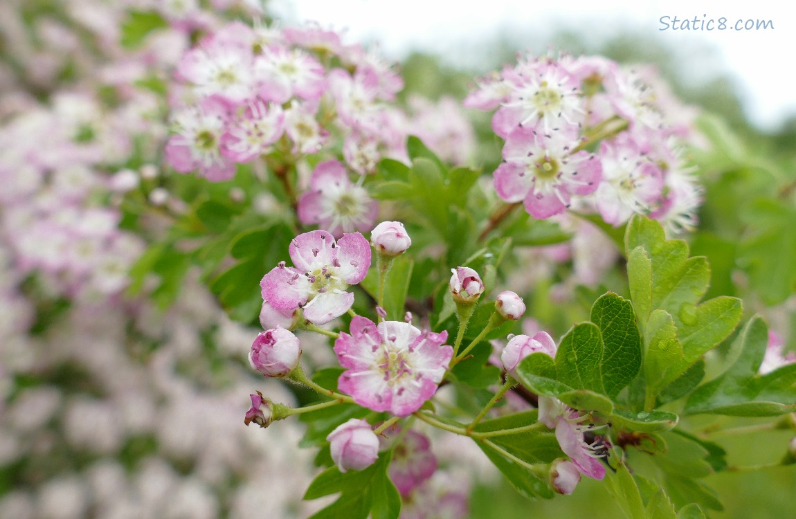 Hawthorn tree blooms in pink and white