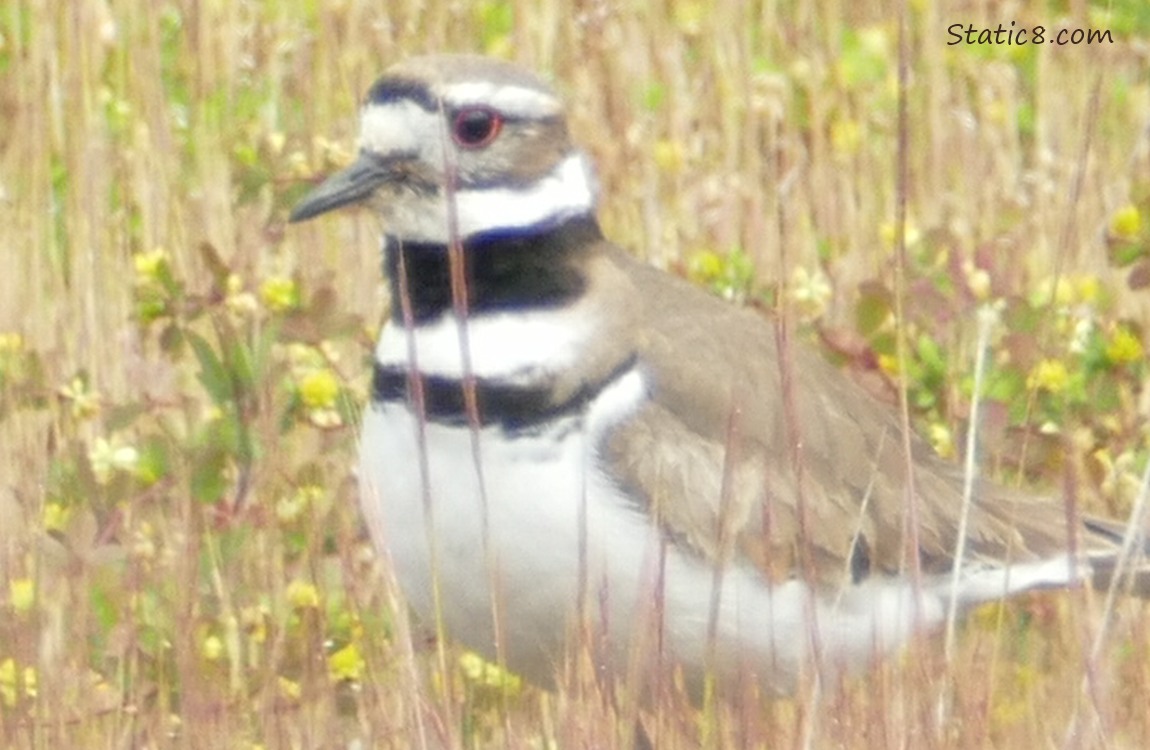 Killdeer in dry grass