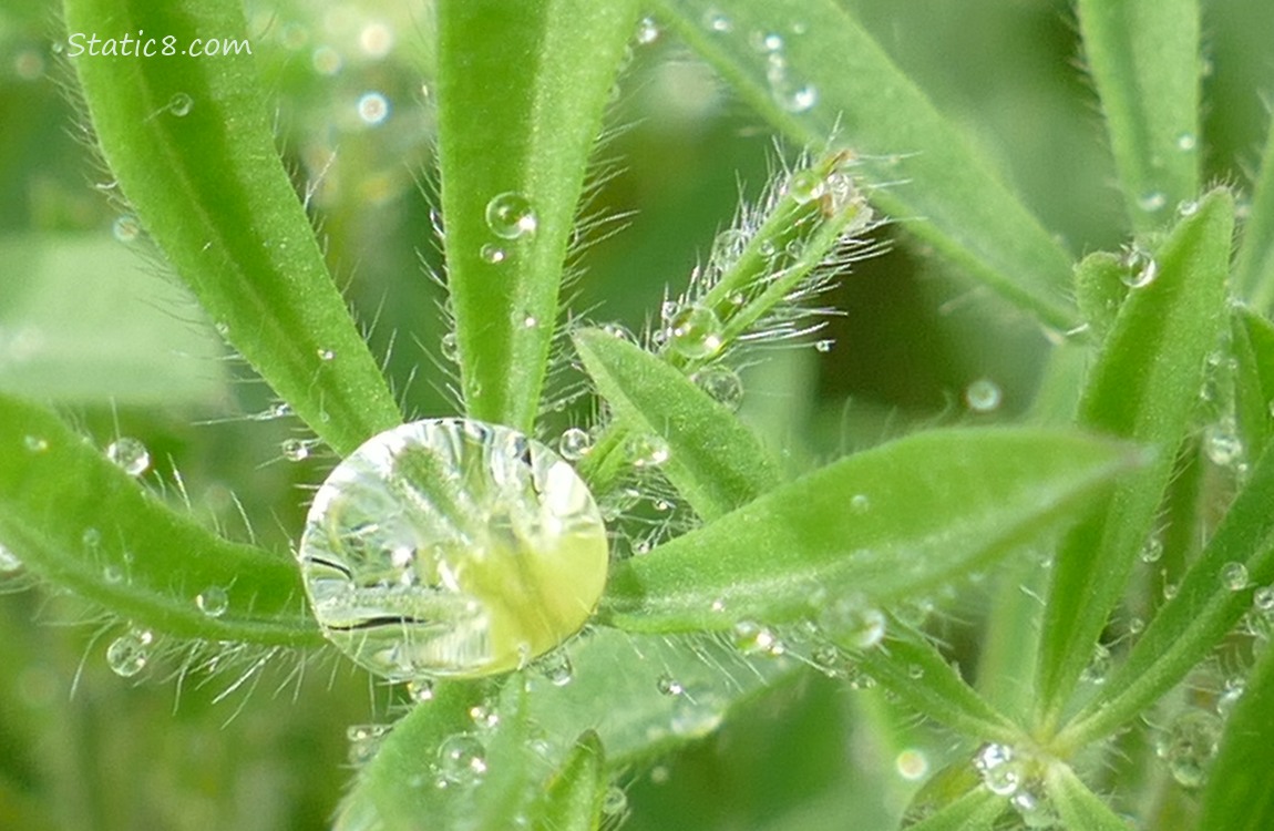 Spheres of water drops on Lupine leaves