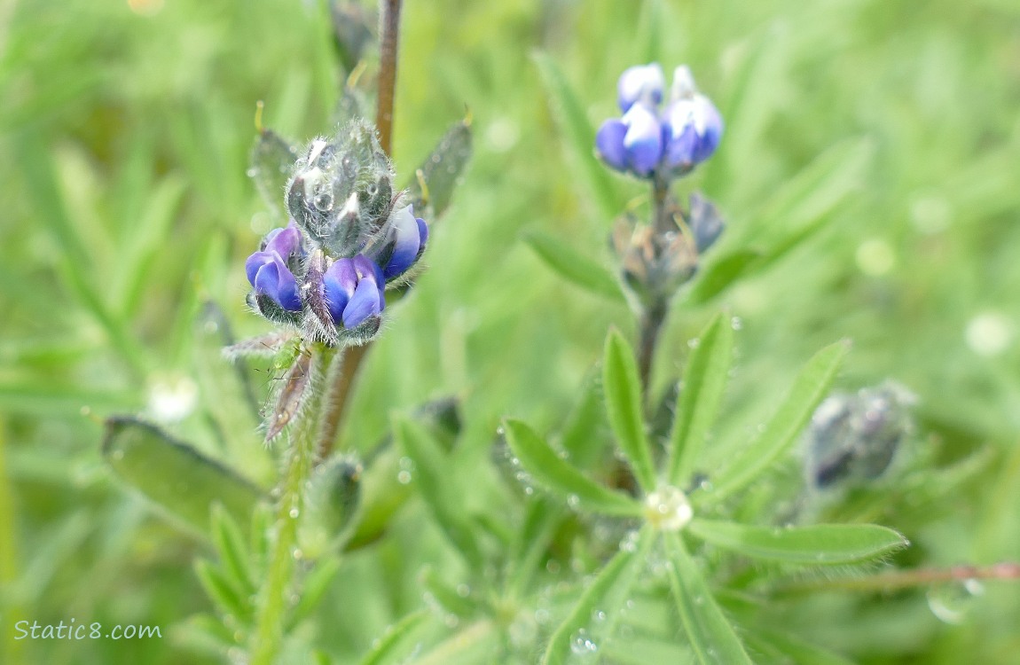 Lupine blooms and leaves