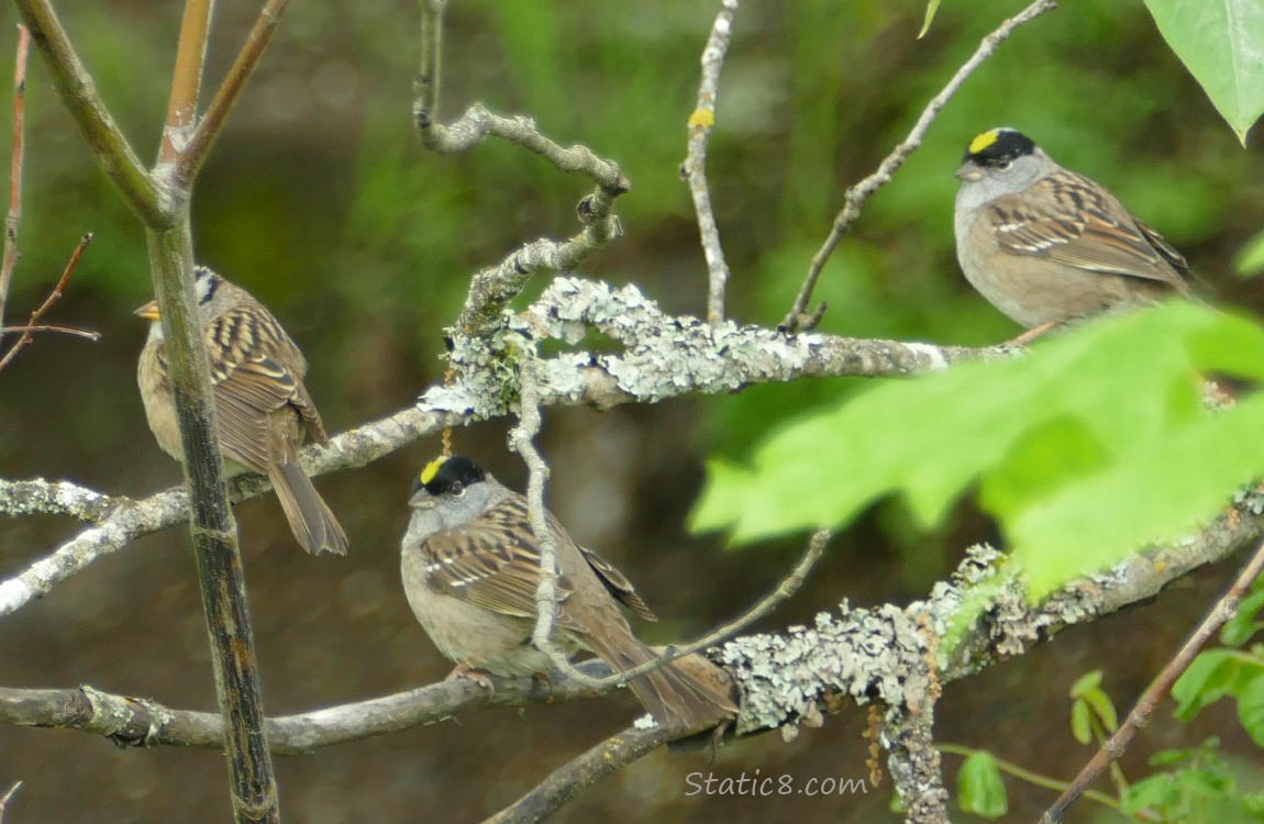 Sparrows standing on mossy sticks