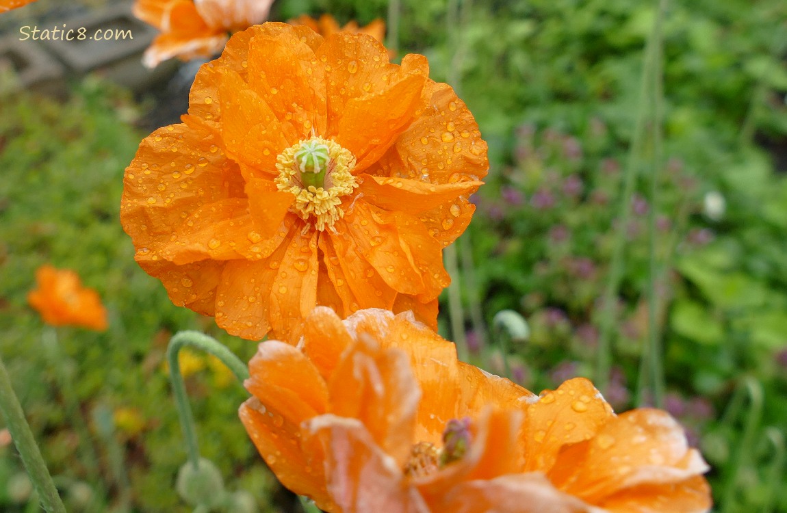 Orange Breadseed Poppies covered in rain drops