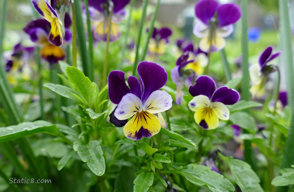 Pansy blooms