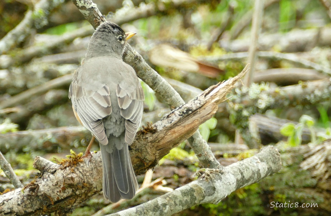 Robin standing on a branch on the ground