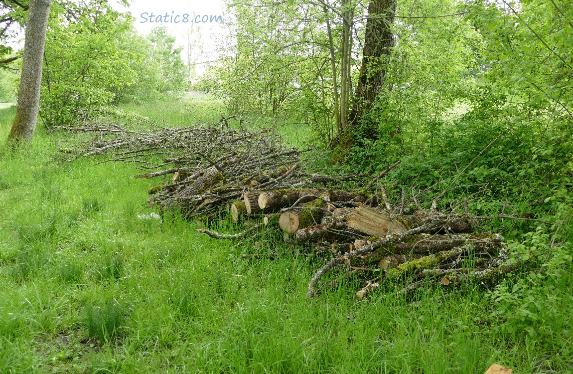 Pile of sticks and cut logs in the grass under the trees