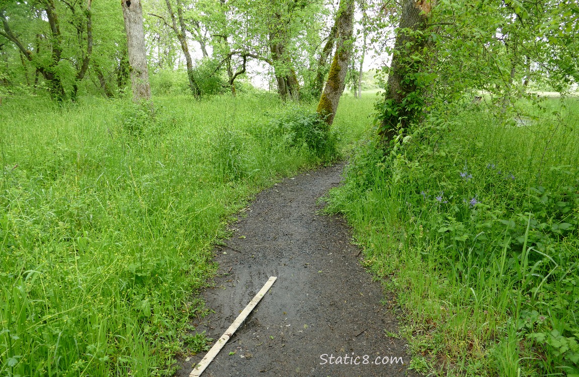 Path thru the forest