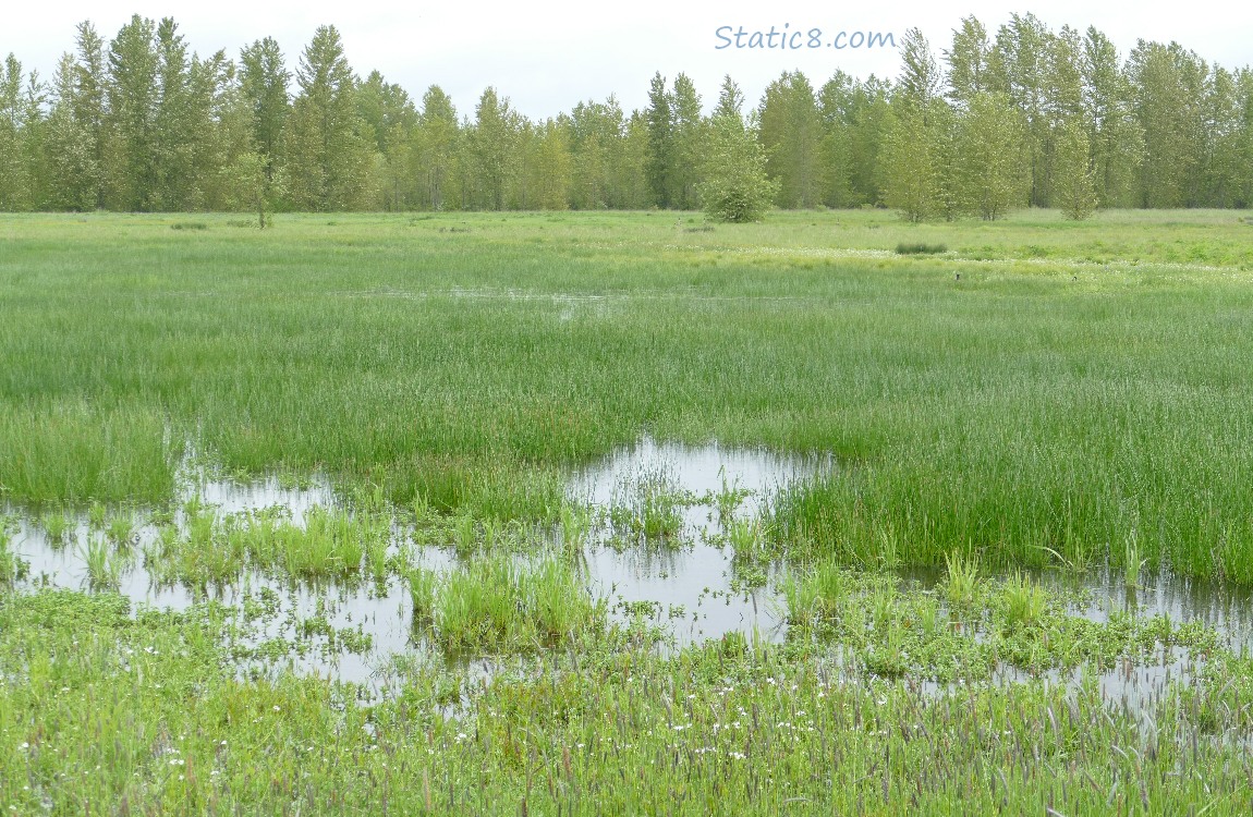 Water in the grass with trees in the distance