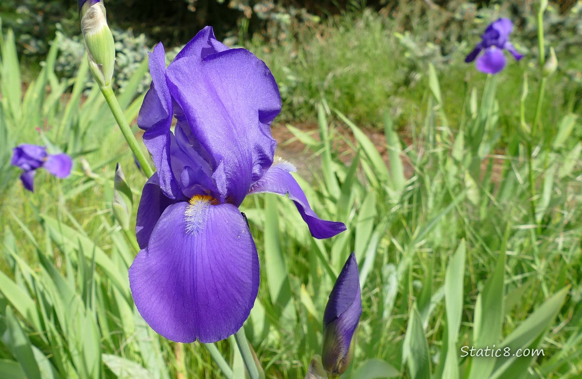 Purple Iris blooms