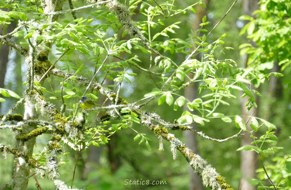 tree leaves with a MacGillivray Warbler