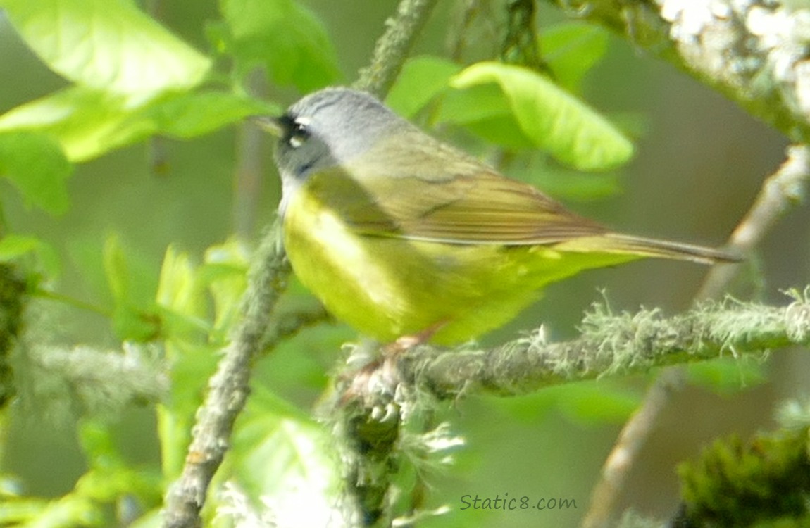 MacGillivray Warbler standing on a mossy stick