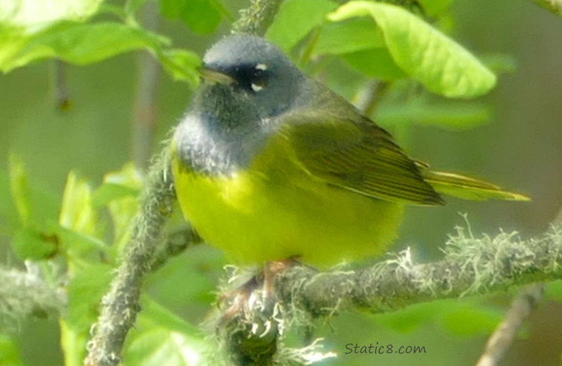 MacGillivray Warbler standing on a mossy stick