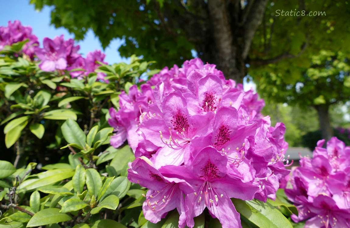 Pink Rhododendron blooms