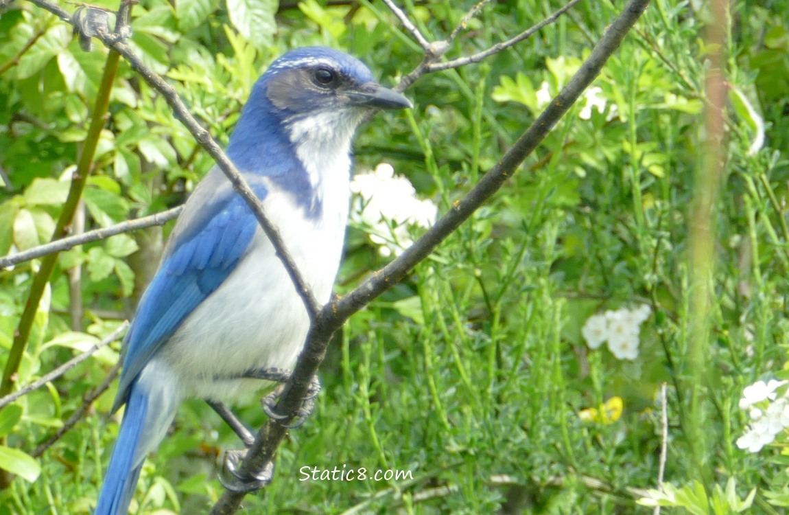 Scrub jay standing on a stick