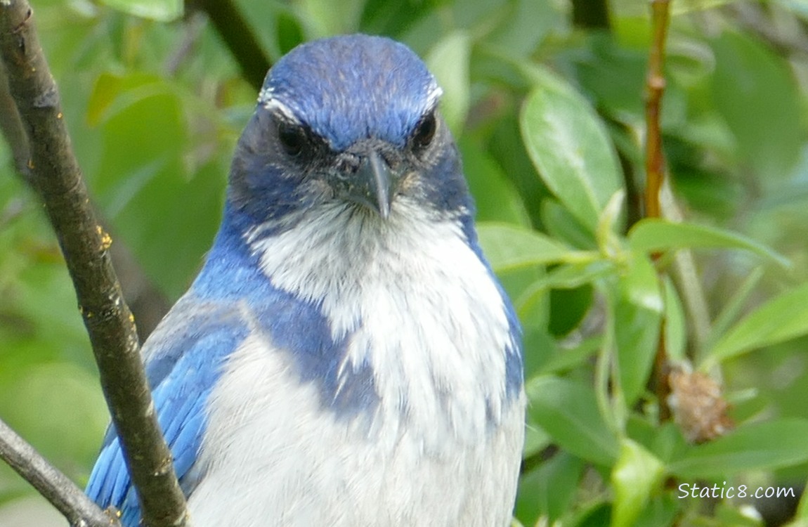 Scrub jay standing on a stick