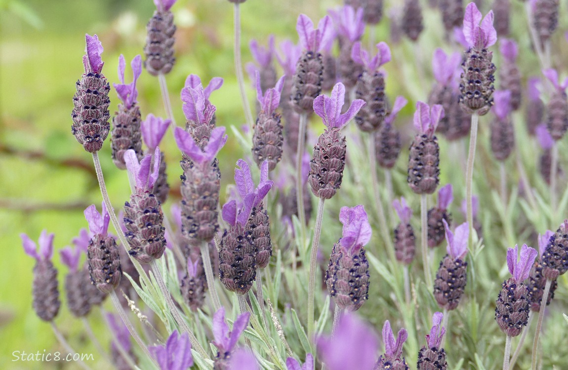 Spanish Lavender blooms