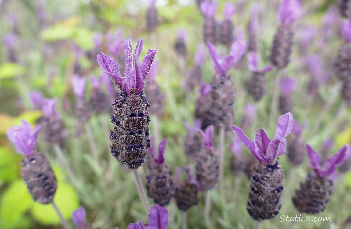 Spanish Lavender blooms