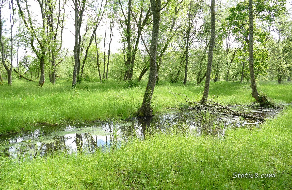 Puddle in the grass, under trees