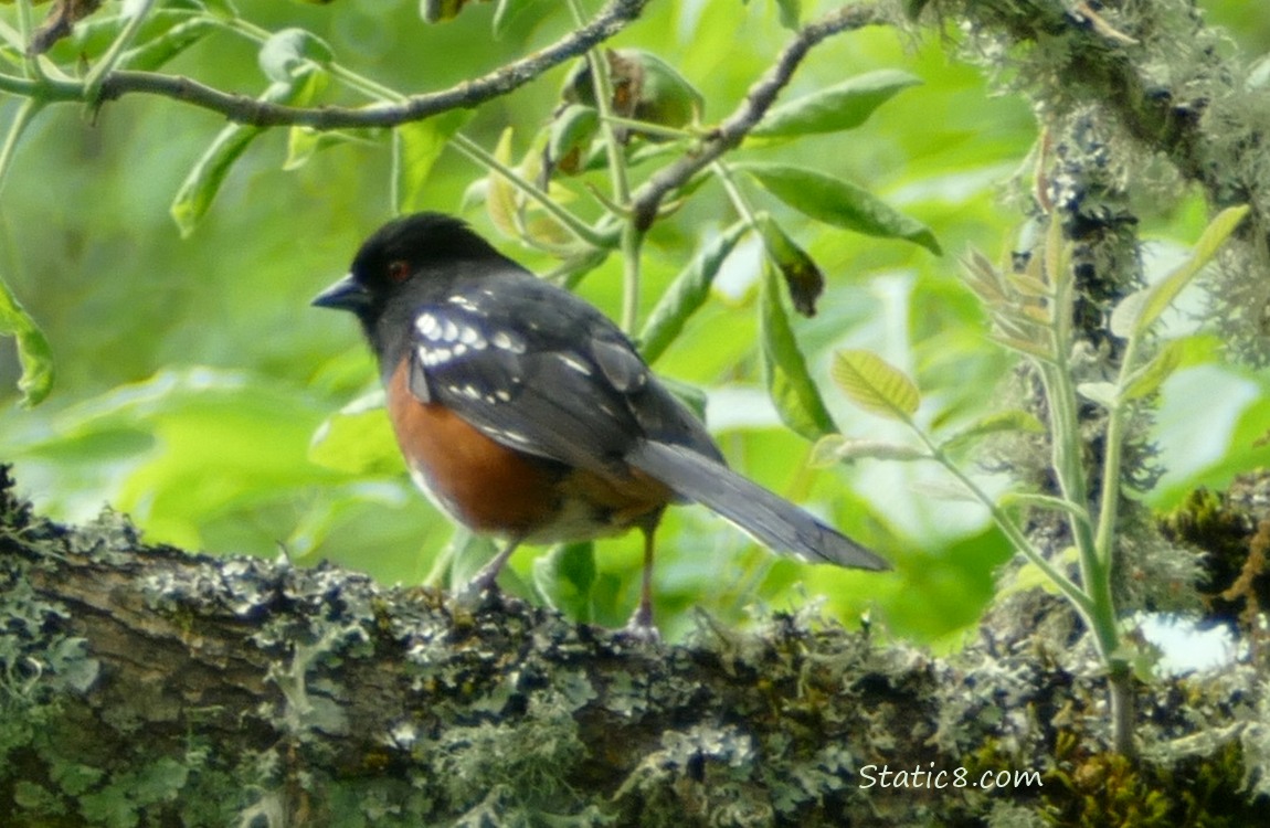 Spotted Towhee standing on a mossy branch