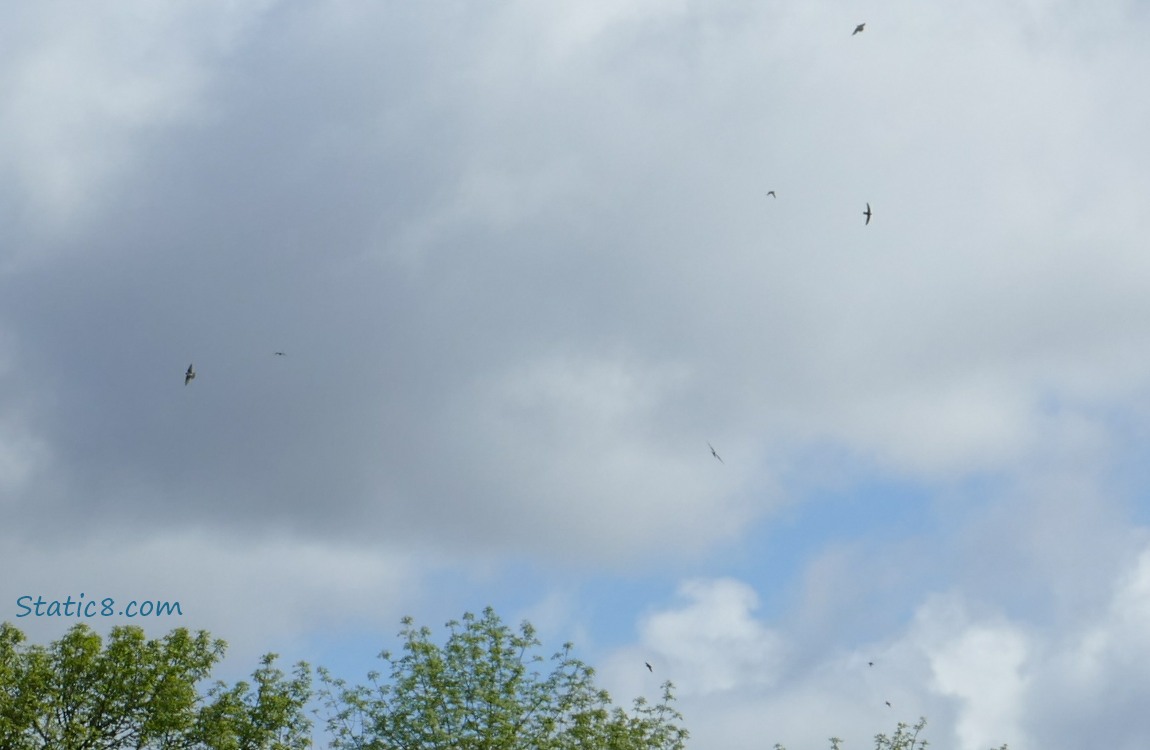 9 Tree Swallows flying in front of clouds