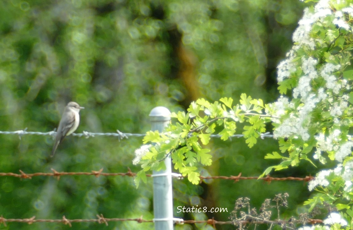 Wood Pewee standing on a barbed wire fence next to a blooming Hawthorn tree