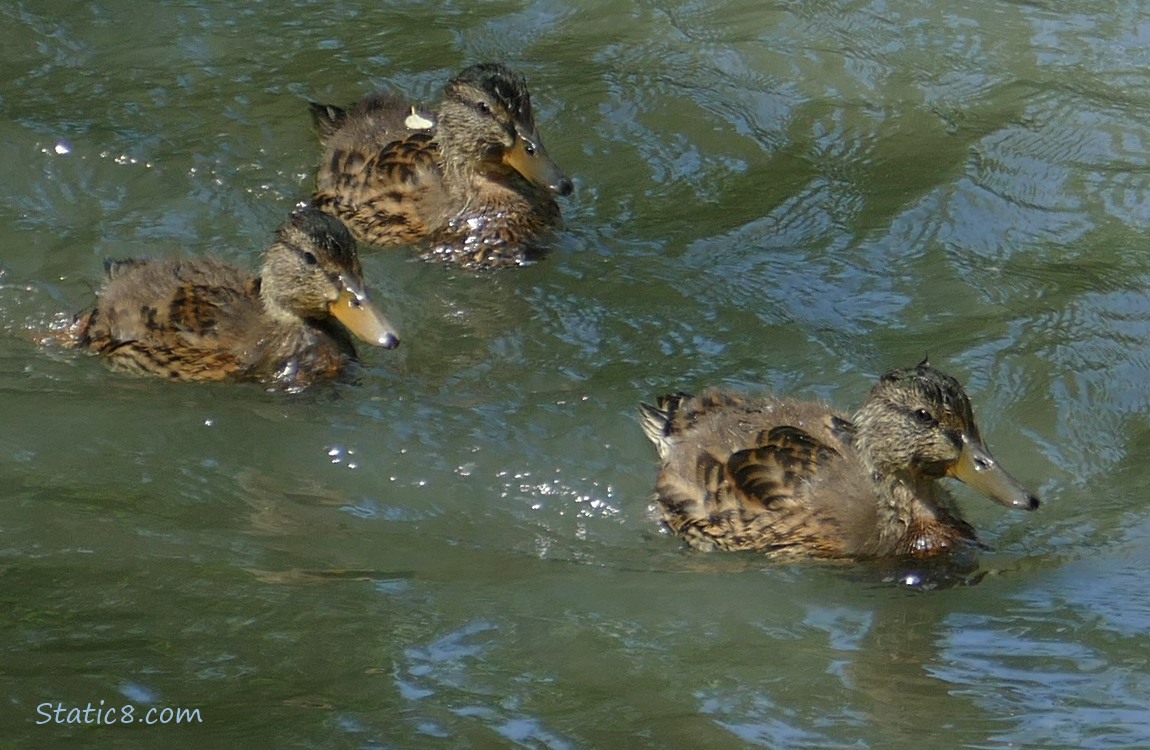 Three ducklings paddling on the water