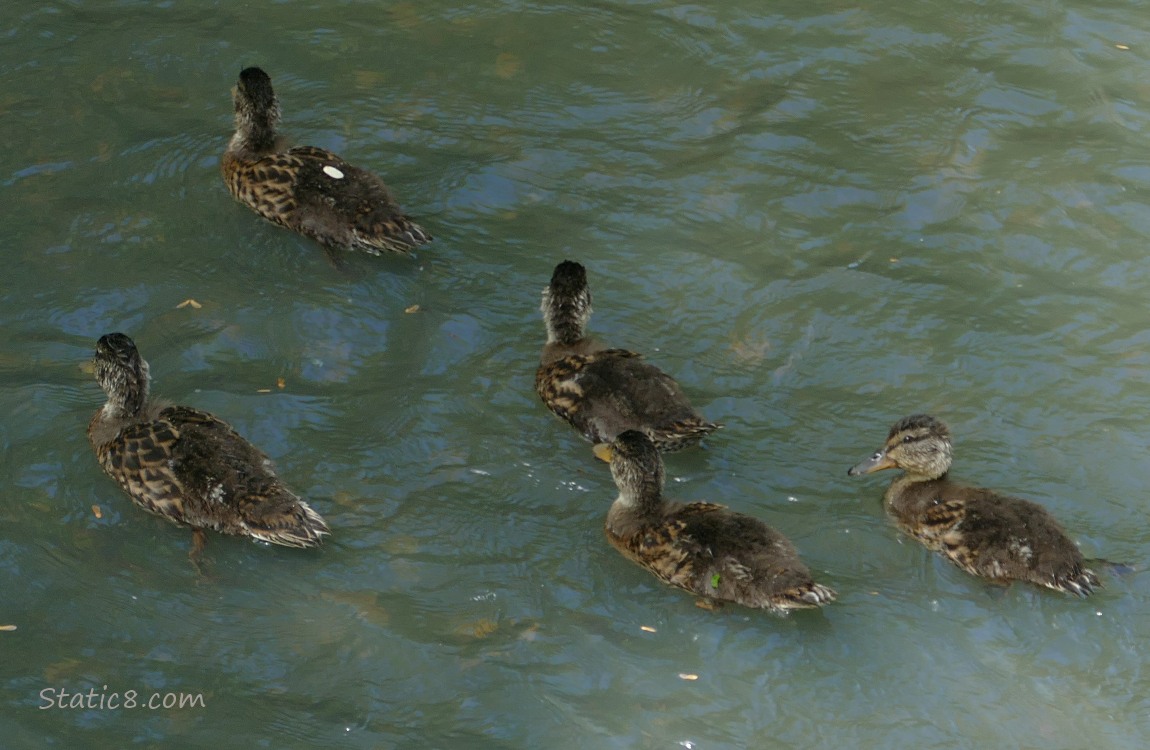 Five older ducklings paddling on the water