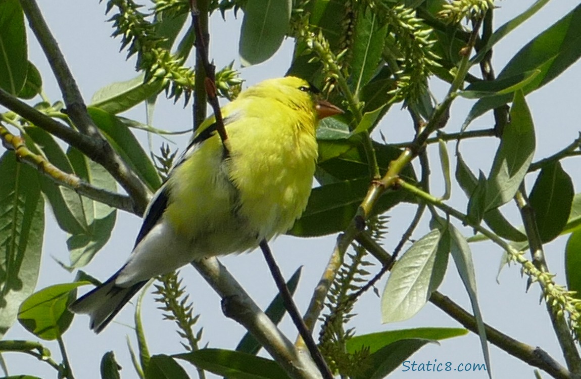 American Goldfinch standing on a willow twig