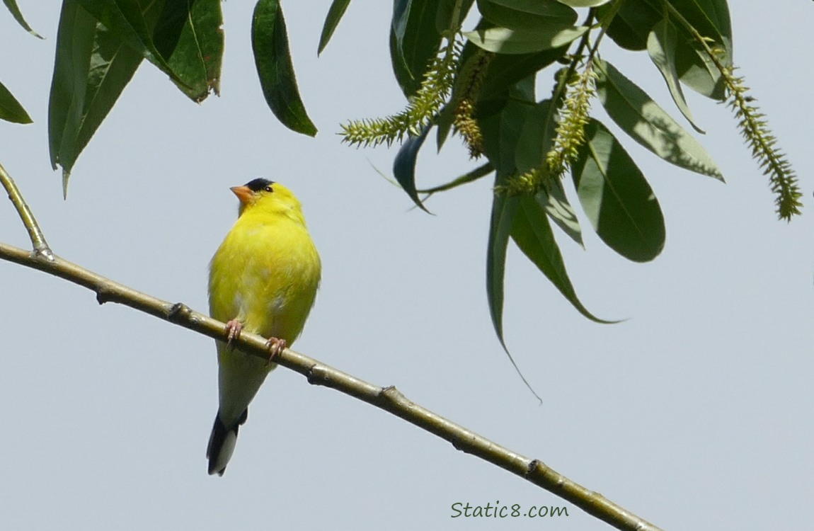 American Goldfinch standing on a twig with the sky behind