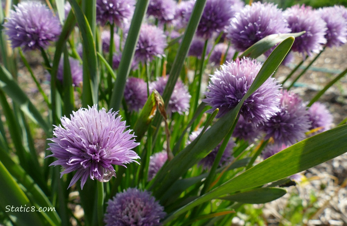 Chive blooms