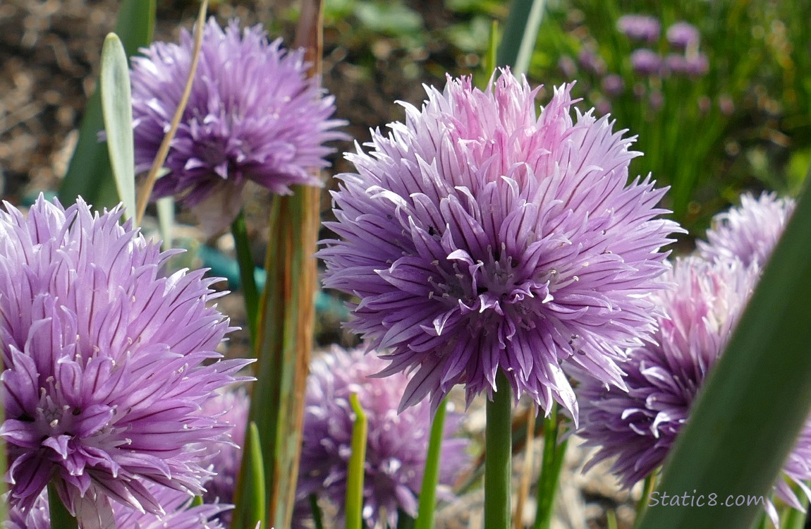 Chive blooms