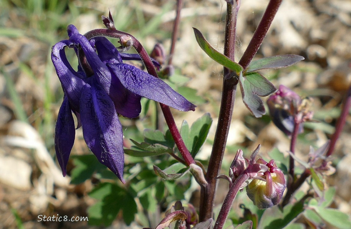 Dark purple Columbine bloom