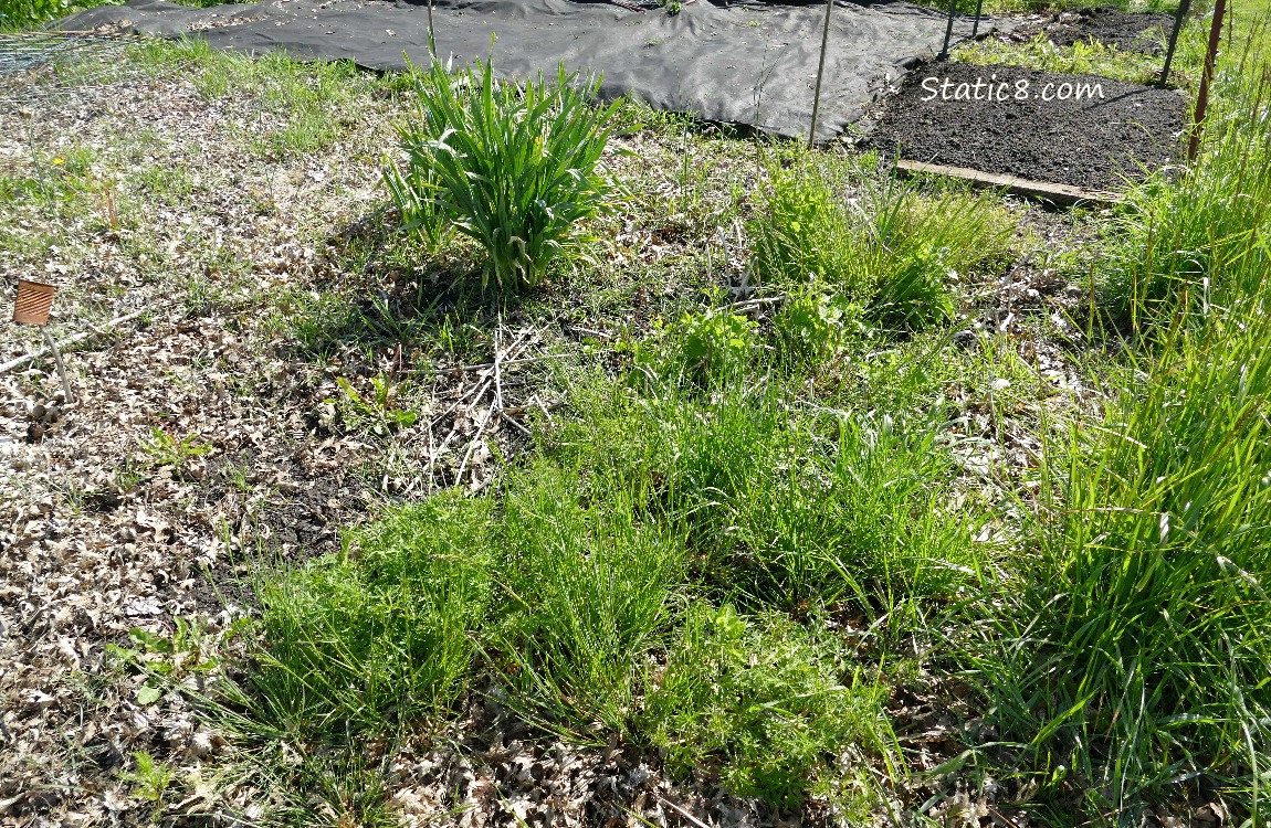 Garden plot