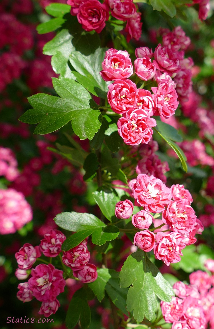 Pink Hawthorn tree blooms