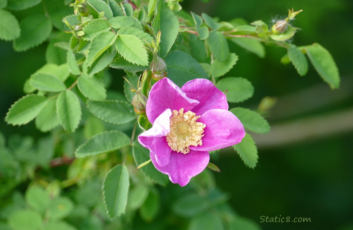 Nootka Rose bloom surrounded by rose leaves