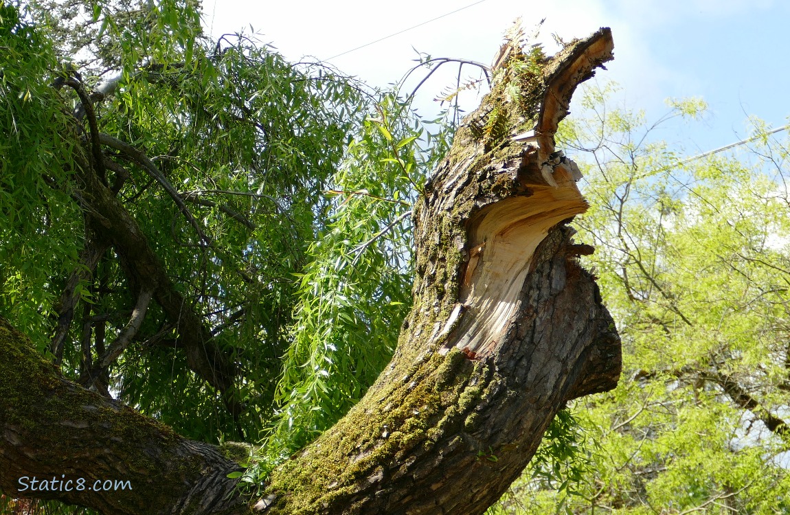 Willow tree branch stump